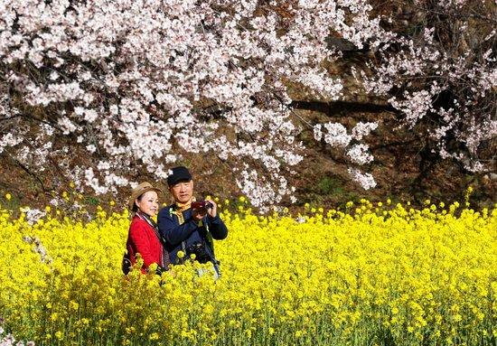 镜观·回响|擦亮兴边富民的“桃花村”品牌