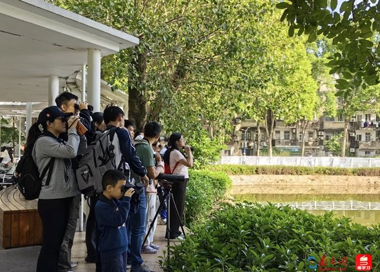 深e度｜观鸟，看见大湾区生态的脉动