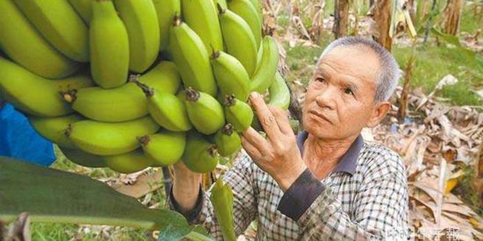 台湾香蕉跌至两毛一公斤 果农:台独害了我们