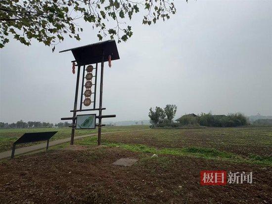 广阳岛油菜花田（极目新闻记者 邓波 摄）