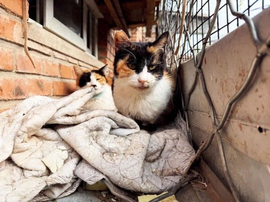 它们被放血，卖出高价