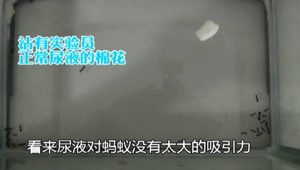换成小邱喝大量含糖饮料,一小时后排出的尿液样本进行试验。这次,上前去闻一闻的蚂蚁似乎有所增多,却没有一只蚂蚁上前舔食。