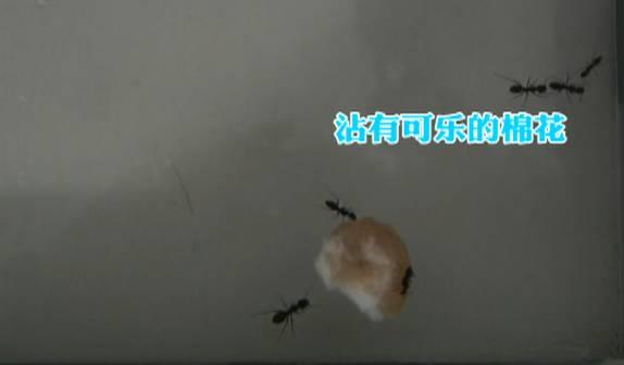 接下来,我们用实验员小丘的尿样试了一下,蚂蚁没有兴趣。