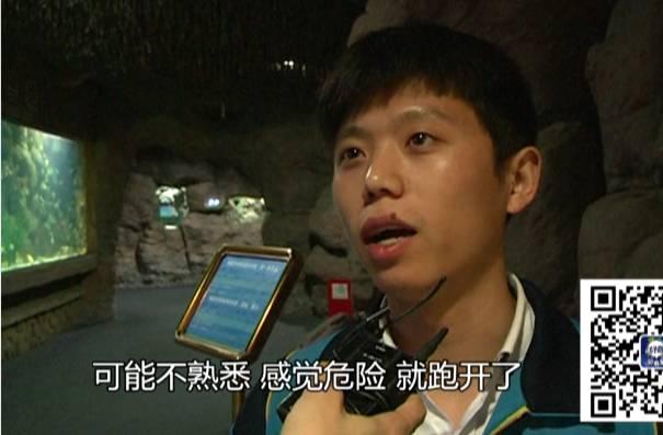 珊瑚,鲨鱼一动不动,这东西他见得多了可能不在意。