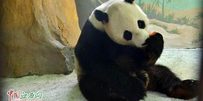 熊猫猩猩胳膊写字猜成语_咒术回战熊猫猩猩