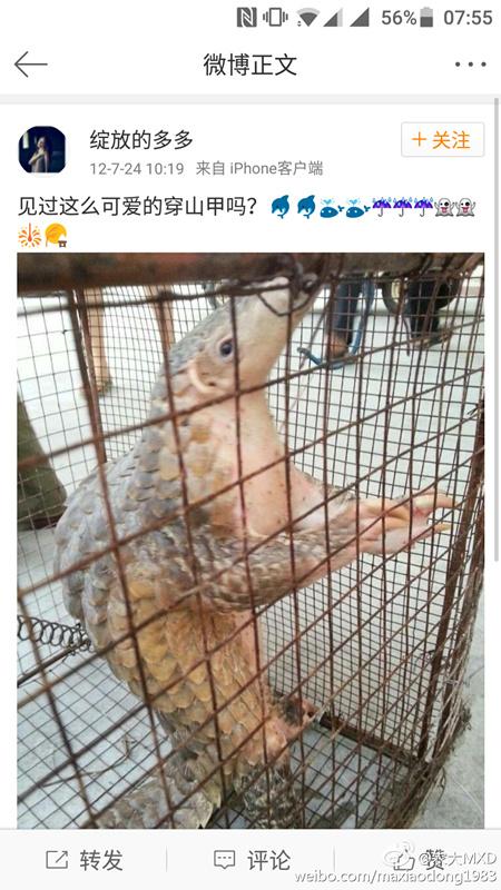 网友:可爱的穿山甲你也忍心吃?