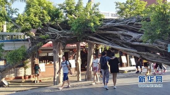除了建筑,树木也是鼓浪屿的申遗要素。去年,台风“莫兰蒂”吹倒了这株大树。事后,当地政府及时对它进行了加固。如今,卧倒的大树成为了一道风景线。图片拍摄于2018年8月16日。新华网 刘默涵摄