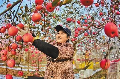 陕西是我国最大的苹果主产省,洛川苹果成为陕西的一张“名片”。 张辰摄