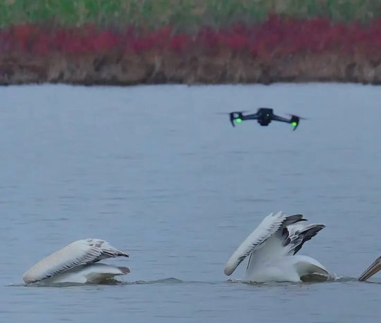 无人机,闯了大祸