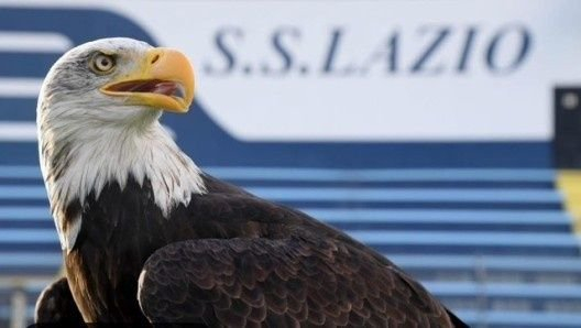 米体:拉齐奥将重启主场放飞雄鹰仪式,将由新任驯鹰师负责训练