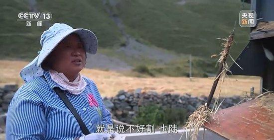 百度新闻：澳门正版资料免费大全“青稞丰收季：见证美丽与喜悦” 青稞 见证 丰收 调色板 耐寒性 重庆 甘孜县 生产期 夫妻 早熟 sina.cn 第7张