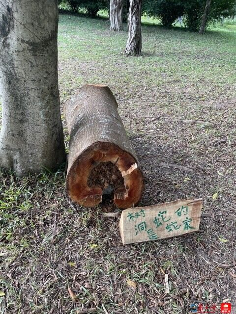 深e度｜观鸟，看见大湾区生态的脉动