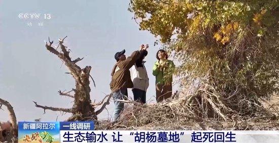 一线调研丨枯木也能长新芽？为胡杨林“解渴”他们有妙招