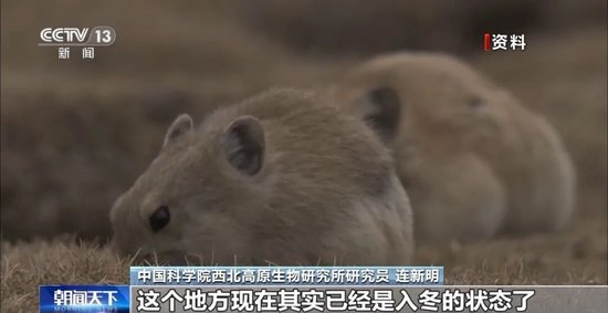 喜马拉雅山烟花秀:52秒燃放烟花1050盆,距最近水体仅30米,专家:草毡层破坏或需百年修复