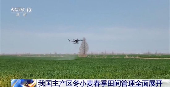 田间管理有序开展,促进冬小麦弱苗转壮