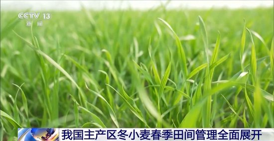 田间管理有序开展,促进冬小麦弱苗转壮