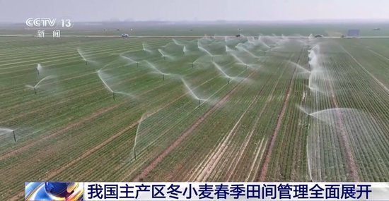 田间管理有序开展,促进冬小麦弱苗转壮