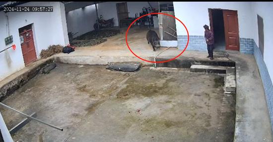 野猪闯入家中撕咬老人,医院:失血过多,当场死亡