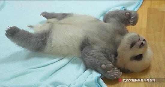 “绩笑”为了翻身而筋疲力竭 图片来源:pandapia