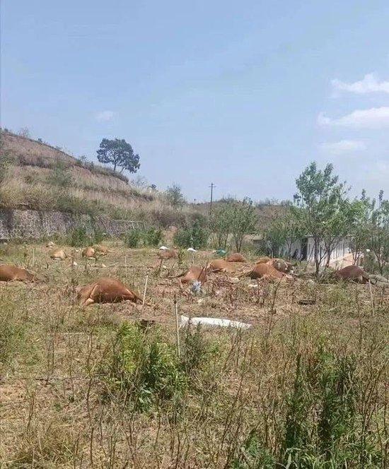云南一养殖场27头牛集体死亡：场主怀疑他人投毒，警方已介入调查