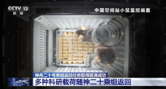 四只航天鼠完成任务回地球啦！最新进展
