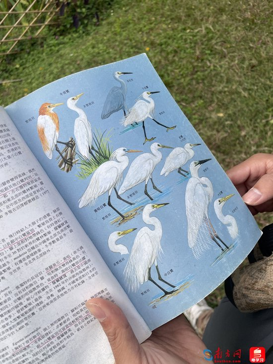 深e度｜观鸟，看见大湾区生态的脉动