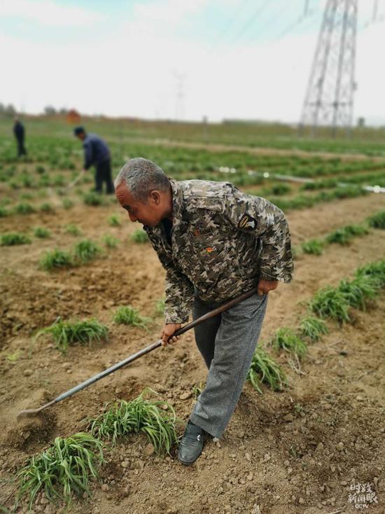 △云州区有机黄花标准化种植基地面积约1.68万亩,亩产新鲜黄花约3000余斤。(总台央视记者彭柏闳、钟锐拍摄)