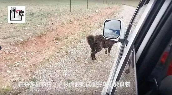一只企图拦车讨要食物的藏獒