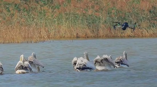 无人机，闯了大祸