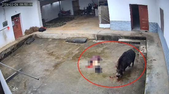 野猪闯入家中撕咬老人,医院:失血过多,当场死亡