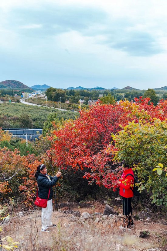 层林尽染引客来～“红叶经济”红透浅山富了乡邻