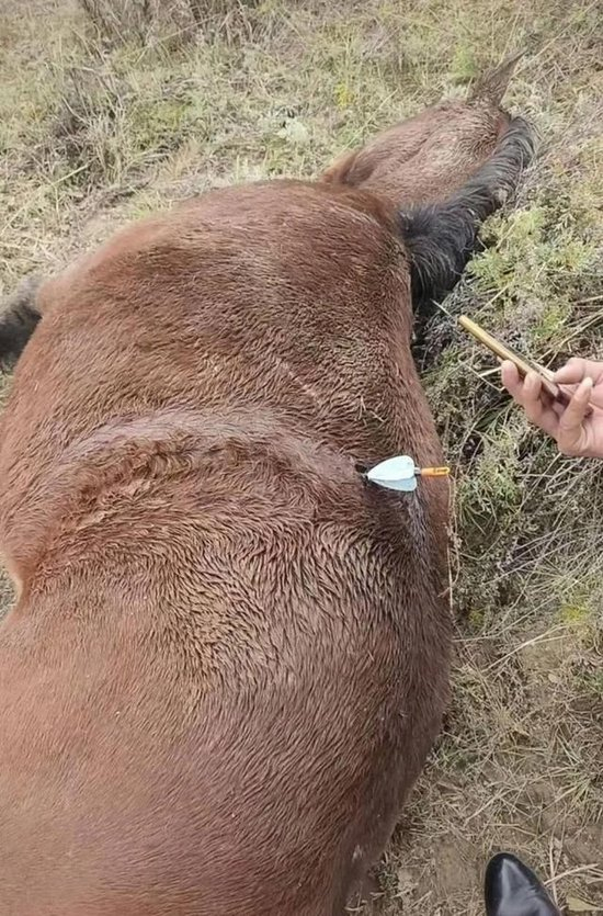 多地发生动物遭热成像无人机投箭射杀事件,有养猪场主称发现多支金属箭头,每支重约一斤,且丢失20多头猪