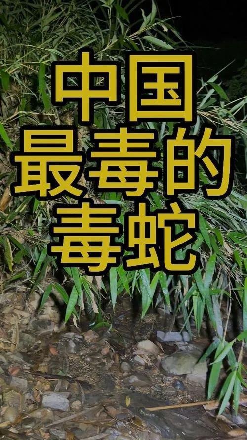 中国十大毒蛇,有一种正生活在海边,请注意防范