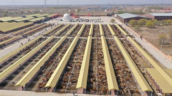 ↑5月1日,科右中旗首个肉牛交易市场开市,首日交易额超过2000万元。梁永峰摄