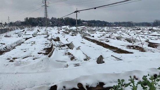 湖南衡阳一蛙农大棚被暴雪压垮，自称损失50万，农业局：全县蛙类受灾最严重