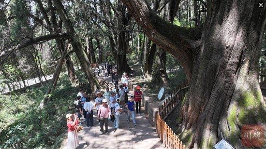 习语回响丨古柏保护网织得更密 千年古蜀道焕发新生机