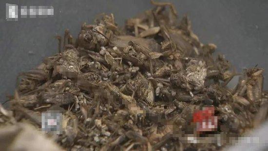 00后女子在上海白吃白喝两个月被警方刑拘,“薅羊毛”法律风险?律师解读