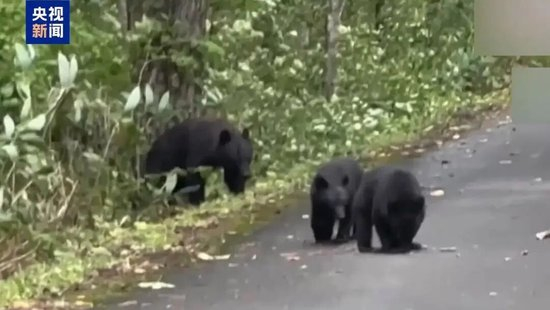 日本“熊灾”有多严重?连自卫队都出动打熊了!