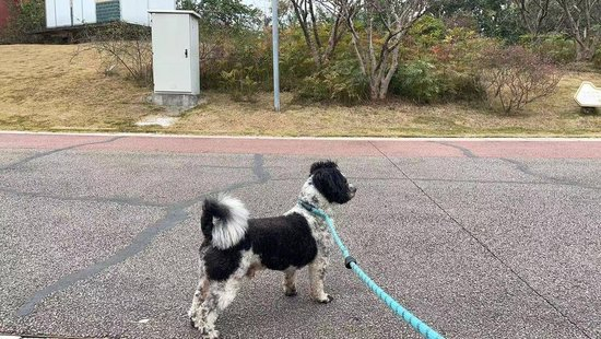 “史上最严”养犬新规今起施行 养犬人自研遛狗神器防被讹