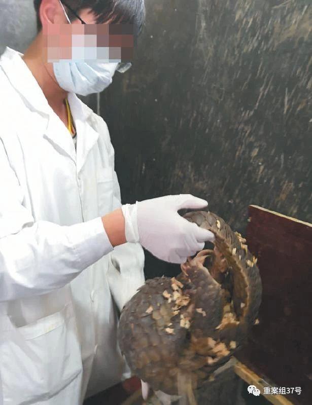 2月1日,广西陆生野生动物救护中心,医护人员正在检查一只截获的走私穿山甲的健康状况。 新京报记者 王飞翔 摄