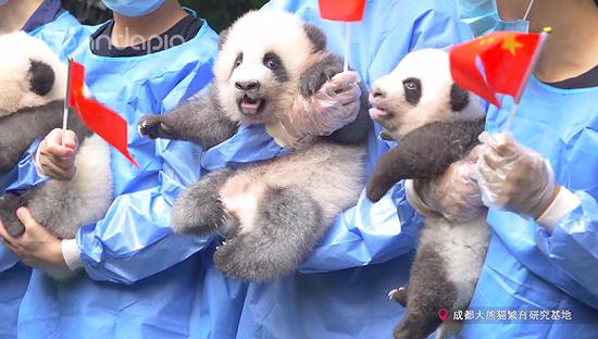 临近国庆70周年,2019年出生的大熊猫宝宝参与了一项庆祝活动。 图片来源:pandapia