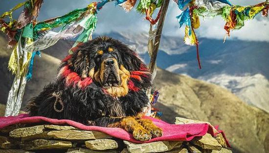 图片来源:pexels- Grisha Grishkoff