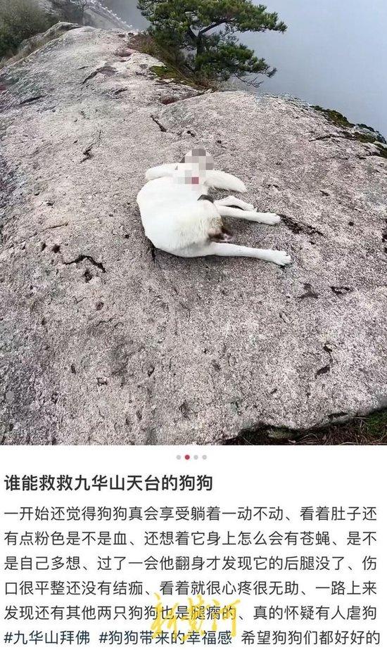 安徽一景区多只狗被“断脚”引虐狗猜测,景区回应:已救治,正在调查情况