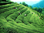 百城百县百企调研行：海南农垦勇蹚改革深水区