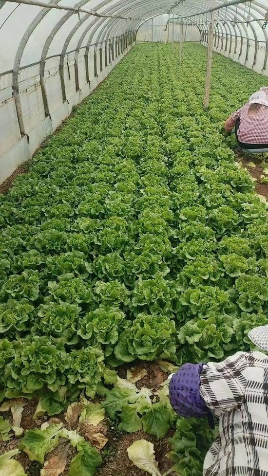 最常见的蔬菜，涨的比肉都贵了？