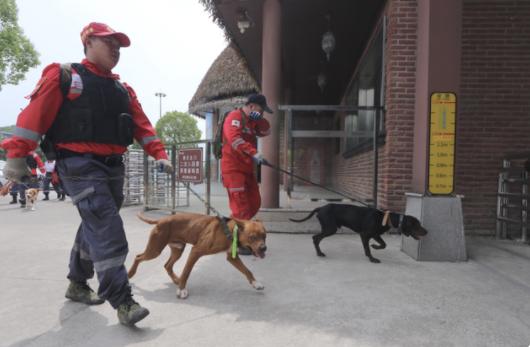 搜救队员与搜救犬 图/视频截图