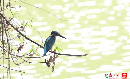 深e度｜观鸟，看见大湾区生态的脉动