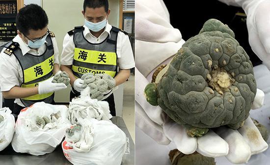 海关查获的多肉植物银冠玉
