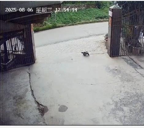 养了三十多年的鳄龟被过路司机抱走,主人恳求“不要杀它”,警方介入