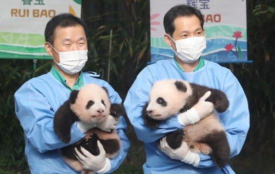 名字公布！韩国诞生的大熊猫双胞胎 取名“睿宝”和“辉宝”